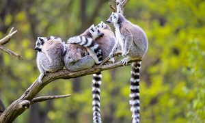 Nuba Viaje a Madagascar