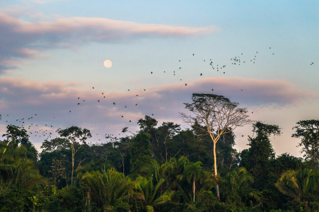 Amazonas Peruano