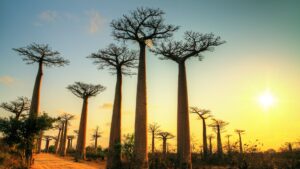 El paisaje de Madagascar