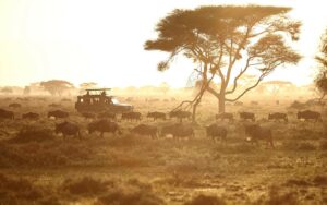 Safari por África en familia