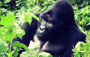 Ver de cerca a los gorilas de montaña en Ruanda y Uganda