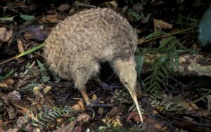 Saberlo todo sobre los kiwis en Oceanía