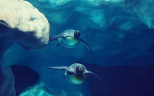 Buceo bajo el hielo