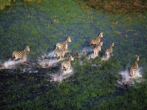 Delta del Okavango a caballo o en helicóptero