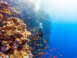 Buceo en el Mar Rojo