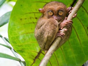 Ver de cerca los tarsiers