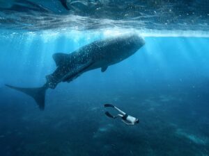 Buceo en sus cálidas y tranquilas aguas