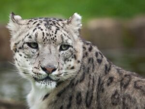 Encontrar al escurridizo leopardo