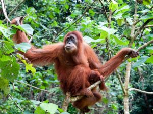 Contemplar orangutanes de la selva de Borneo