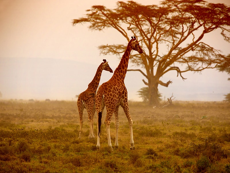 Kenia. Recorrido por la Reserva de Samburu