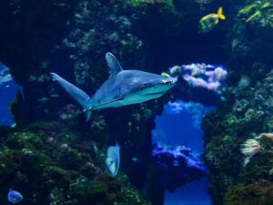 Buceo en catedrales marinas rodeados de mantas