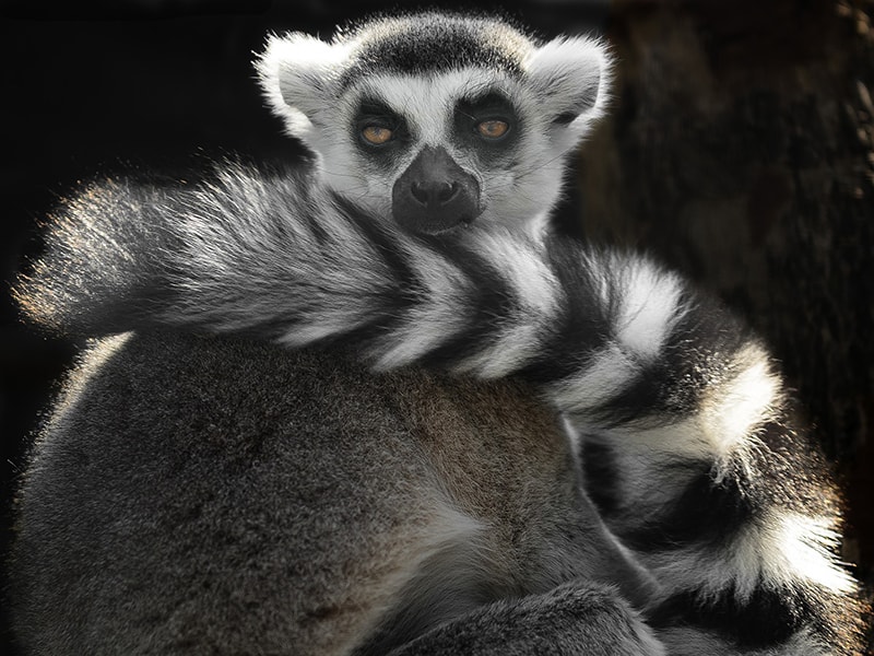 Madagascar. Aprender a distinguir entre todas las especies de lémures