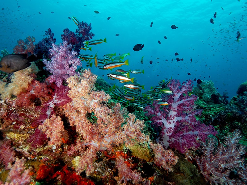 Malasia. Bucear entre corales y arrecifes