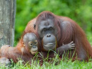 Pasar un día entero entre orangutanes