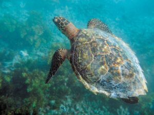 Conocer una de las zonas más importantes de anidación de tortugas