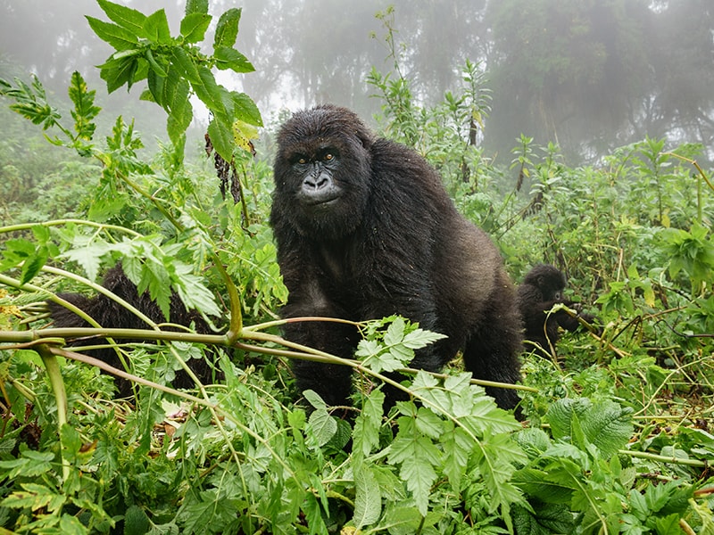 Ruanda/Uganda. Contemplar los gorilas de montaña