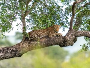 Safari por el Parque Nacional de Yala