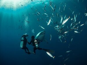 Buceo con tiburones