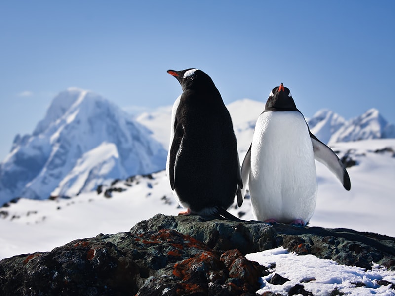 Antártida. Ver las pobladas colonias de pingüinos