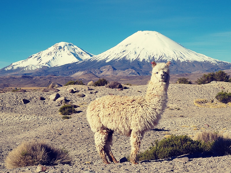 Chile. Disfrutar de la fauna andina