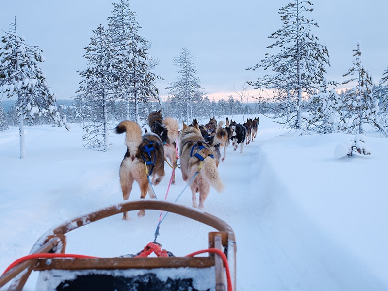 Finlandia. Paseo en trineo tirado por huskies
