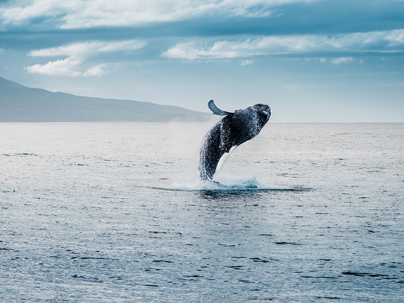Islandia. Contemplar ballenas